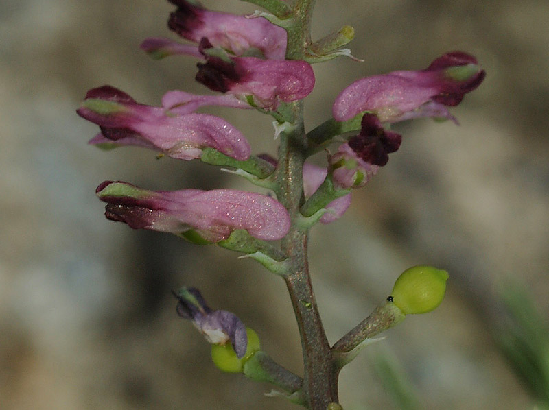 Fumaria officinalis subsp. wirtgenii / Fumaria di Wirtgen